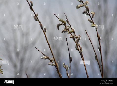 Pussy Willow Catkins American Pussy Willow Salix Discolor Native To Northern North America