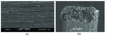 Sem Morphologies Of Palm Oil Fibre A Surface And B Cross Section