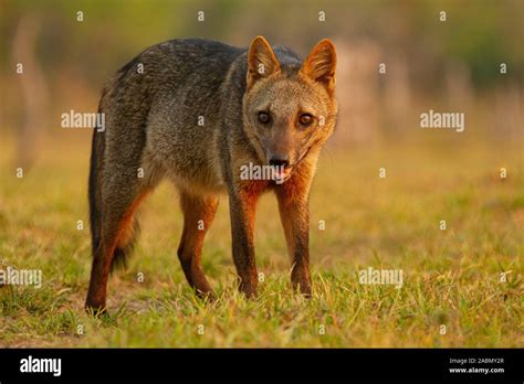 Crab Eating Fox Cerdocyon Thous Stock Photo Alamy