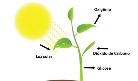 Fotossíntese Significado - Como funciona a fotossíntese? - iGUi Ecologia