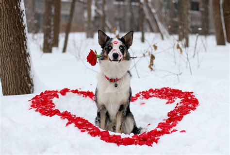 🔥 [50+] Valentine's Day Dog Wallpapers | WallpaperSafari