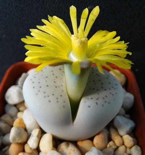 Succulent Sundae: DINTERANTHUS VANZYLII