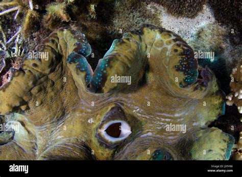 Open Giant Clam