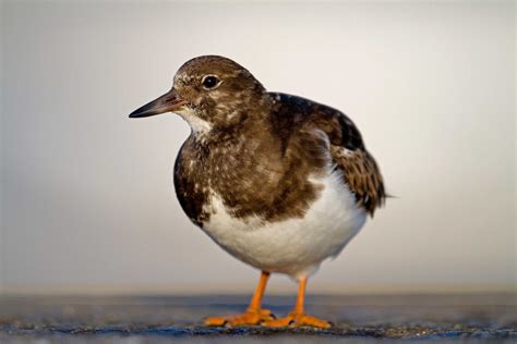 Turnstone Birdwatch Ireland