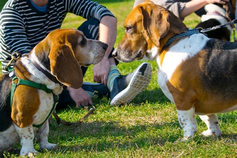 dog park   beer bar planetizen news