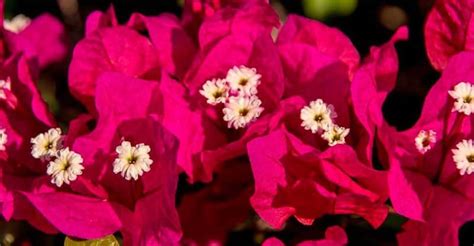 Les Fleurs De Martinique Madinina L Le Aux Fleurs