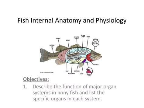 PPT - Fish Internal Anatomy and Physiology PowerPoint Presentation - ID ...