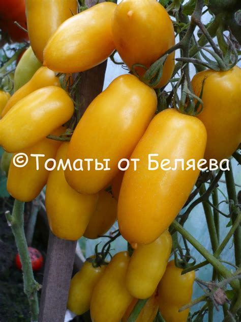 Томат Банановые ноги • ОТЗЫВЫ(37), Описание, фото, Семена