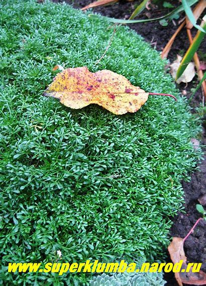 ПРОЧИЕ ГОРОЧНЫЕ