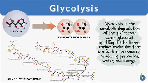 Glycolysis Steps For Kids