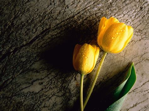 Tulip Wallpapers Wallpaper Cave