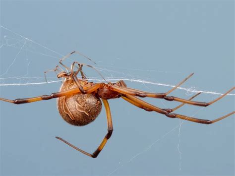 Sex Determination Of Black Widow Spider Eggs How It Works