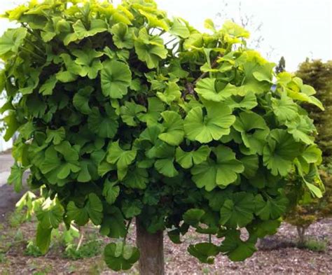 Ginkgo B Mariken Singing Tree Gardens Nursery