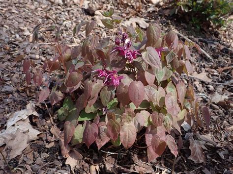 Barrenwort 'Rose Queen' (Epimedium grandiflorum 'Rose Queen') - growing ...