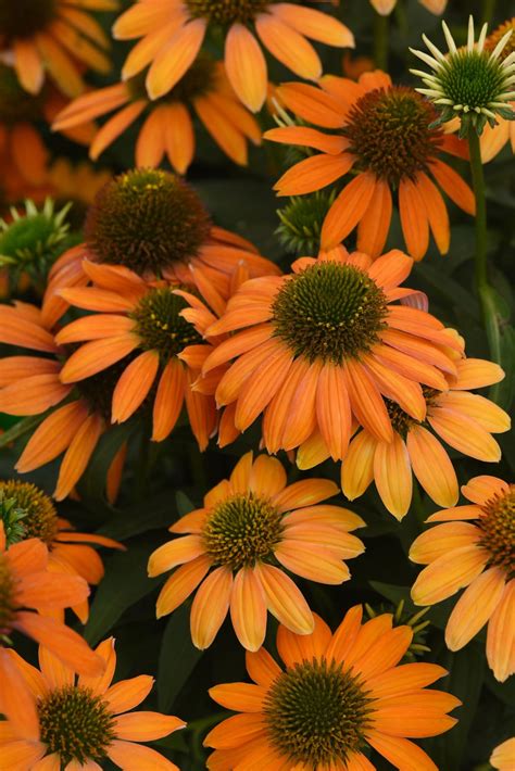 Shop Perennial Plants for Sale | Hirt's Gardens