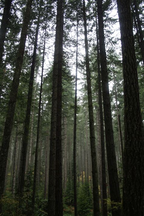 Mount Benson Hike Directions (Nanaimo, BC) - Sea2Peak Hiking & Travel Blog