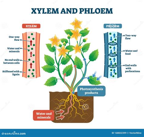 Xylem Cartoons Illustrations And Vector Stock Images 324 Pictures To