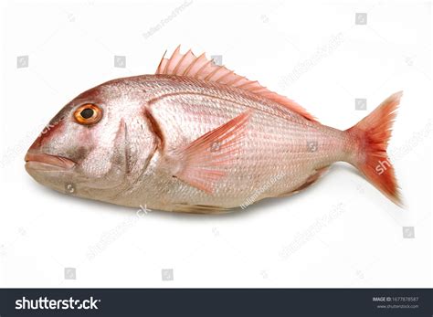 416 Pandora Animal Images, Stock Photos & Vectors | Shutterstock