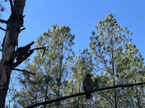 I was adopted by a hunting hawk. Captured 10 minutes of film after the ...