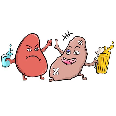 healthy  sick kidney kidney kidney organ kidney care png