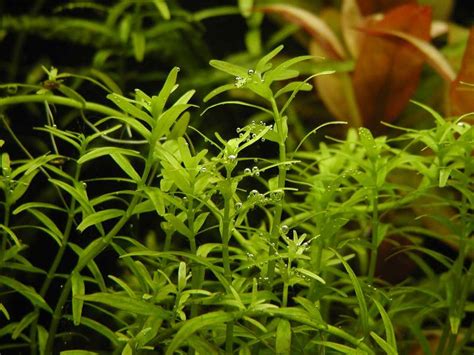 Ротала индийская зеленая (Rotala indica "Green") | Интернет-магазин ...