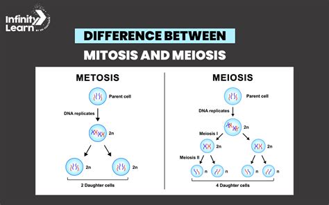 Differences Between Mitosis And Meiosis Key Contrasts Explained