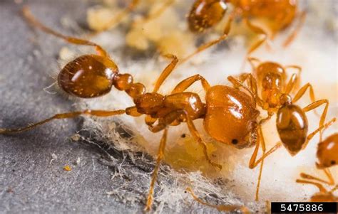 Fire Ant Solenopsis Geminata