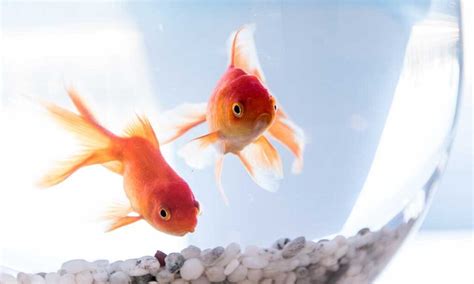 Goldfish Cu Nto Tiempo Pueden Sobrevivir Sin Alimentaci N Mundo