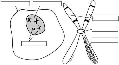 Chromosome Structure - A Simple Labeling Exercise