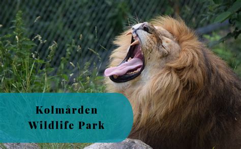 Kolmården Wildlife Park Sweden A Summer Visit 2019