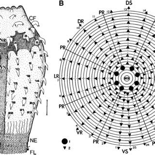 symmetry  priapulids priapulida