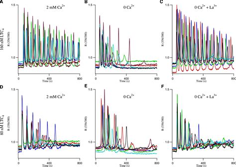 Decoding Of Cytoplasmic Ca2 Oscillations Through The Spatial Signature