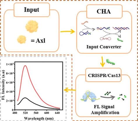 基于 Crisprcas13 的高灵敏度无酶荧光探针和 Axl 传感等温扩增策略analytical Chemistry X Mol