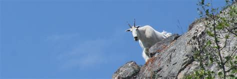 goats  sheep yoho national park