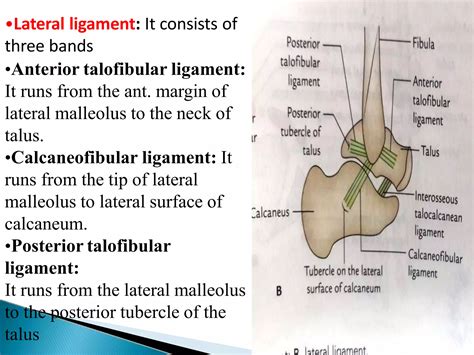 Ankle Joint Anatomypptx