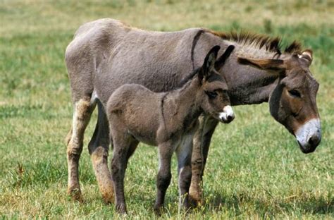 jenny donkey stock  pictures royalty  images istock