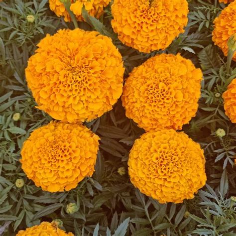 Marigold Antigua Orange Super 6 Pack Bedding Plants Tates