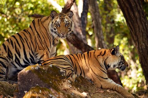 Tiger Reserves