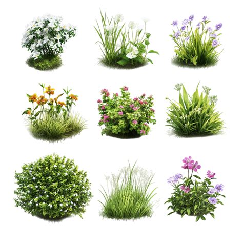 Collecti Of Assorted Decorative Shrubs And Bushes, Shrubs, Decorative