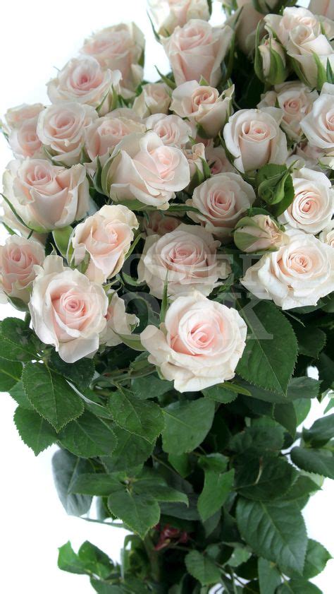 16 Best Spray Rose Varieties Ideas Spray Roses Rose Varieties