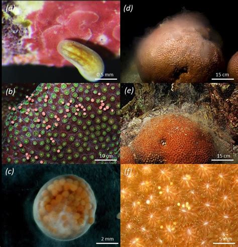 2. Modes of larval development and sexual systems in corals. (a) In ...