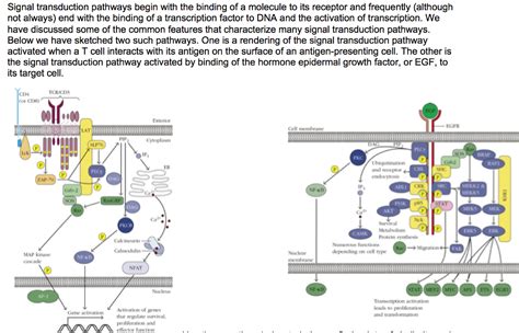 Signal transduction pathways begin with the binding | Chegg.com