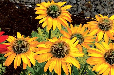 Echinacea Kismet Yellow Coneflower