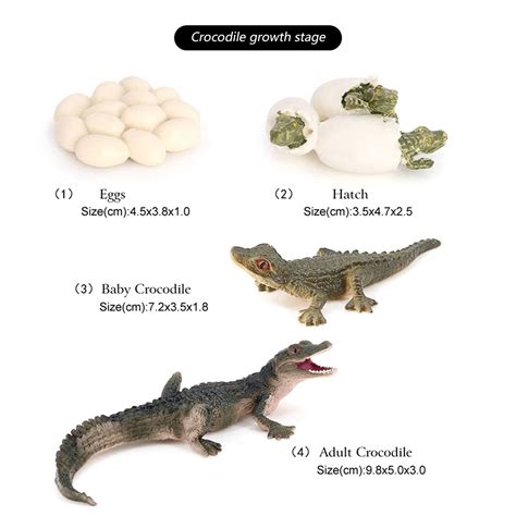 Alligator Life Cycle 2