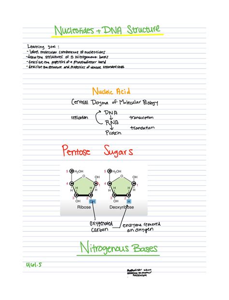 In Nucleotides The Letters A G C T Represent 1