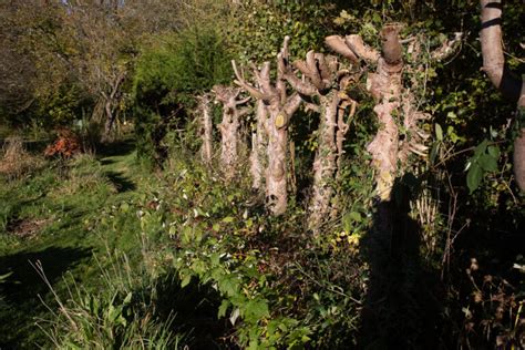 Remplacer Une Haie De Thuyas Par Une Haie Gourmande Le Jardin Qui Se