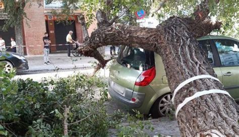 La caída de un árbol destroza el techo de un coche en Cádiz