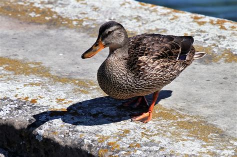 4 Types of Gray Duck Breeds