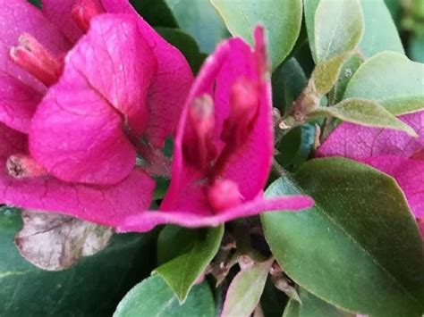Bougainvillea Mini Thai