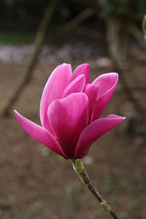 Magnolia ‘shirazz Pan Global Plants